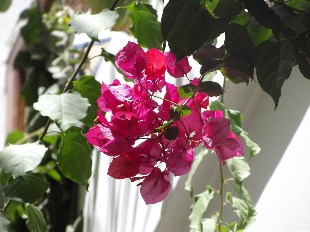 Riad Les Bougainvilliers Marrakesch Exterior foto